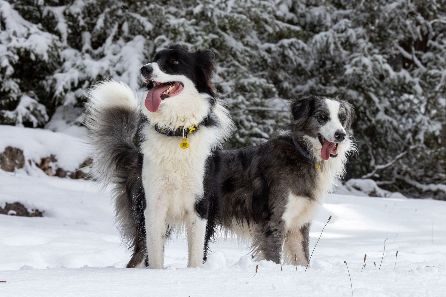 Perro de raza grande posando en paisaje nevado invernal. Fotografía canina en exteriores nevados por Daniel Giménez Barcelona.