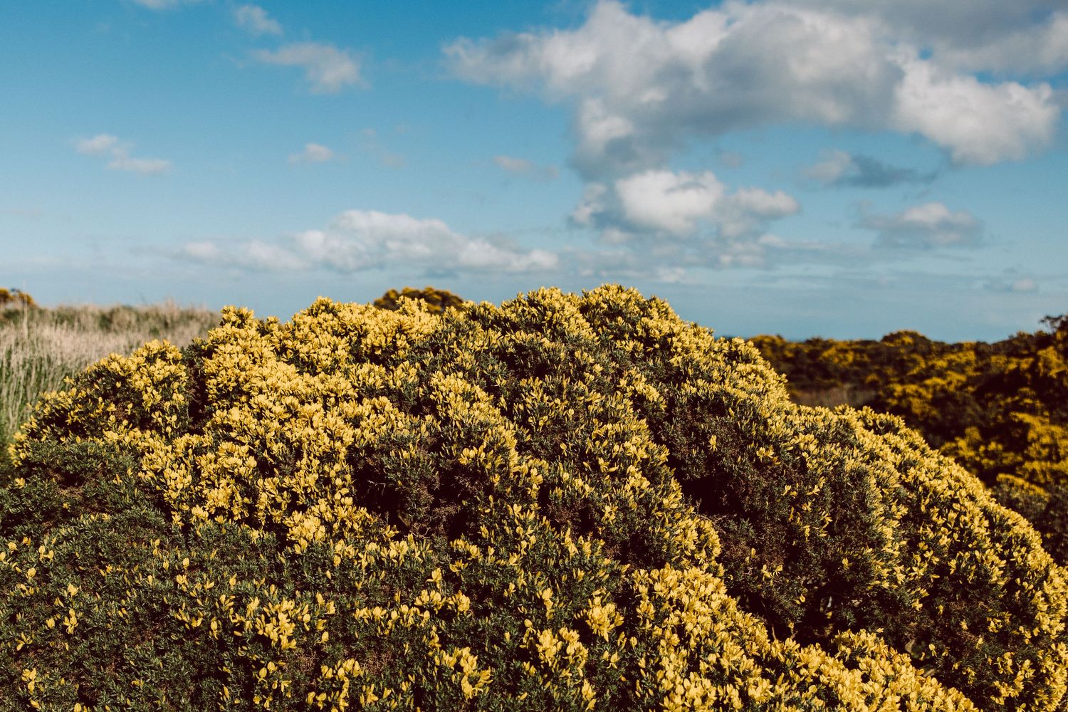 Rolling hills covered in bright yellow gorse bushes under a cloudy blue sky in Scotland.