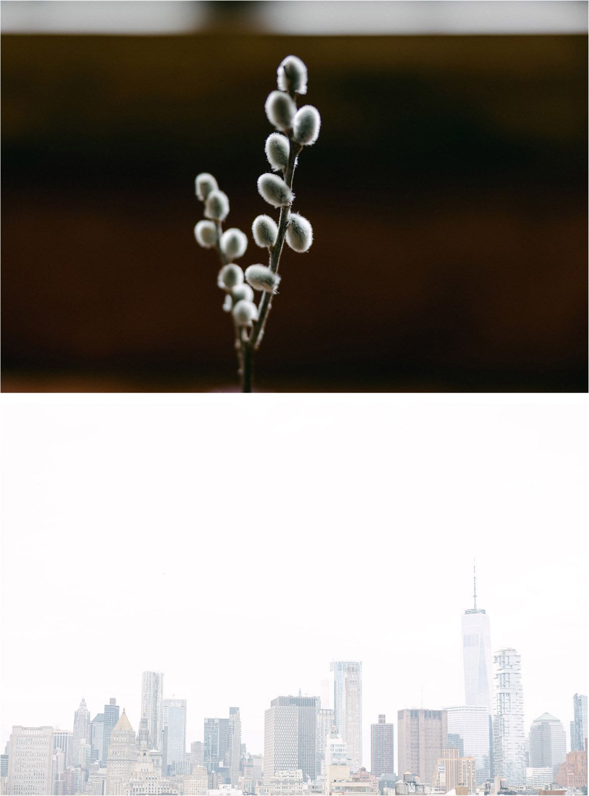 A close-up of delicate pussy willow buds against a blurred background above a misty cityscape of New York City.