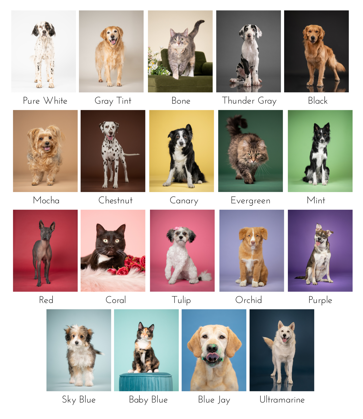 A collection of colorful photo backdrops featuring various dogs and cats posing against solid colored backgrounds.