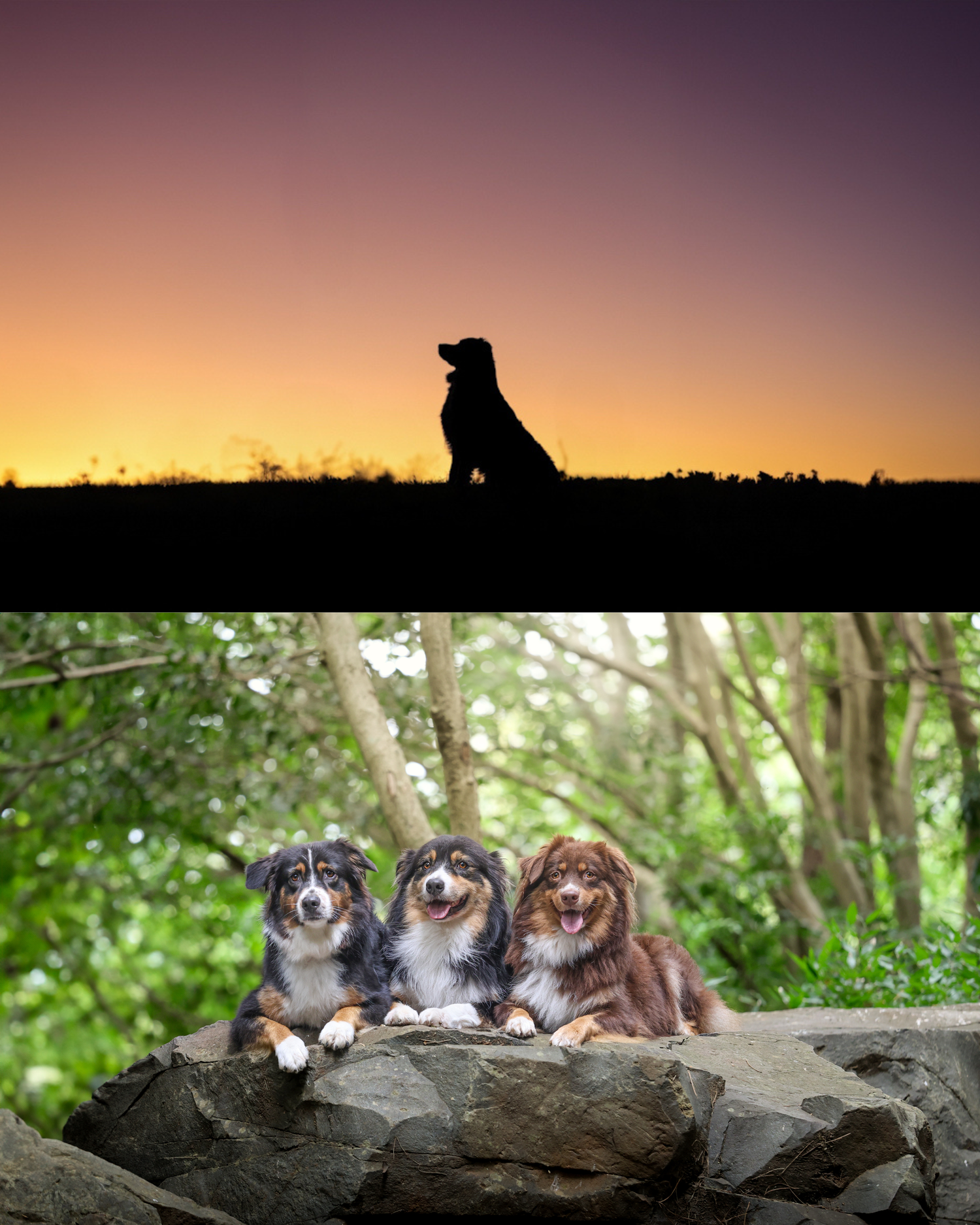 A series of dogs sitting on a stone wall at sunset, creating a silhouette effect against the colorful sky.