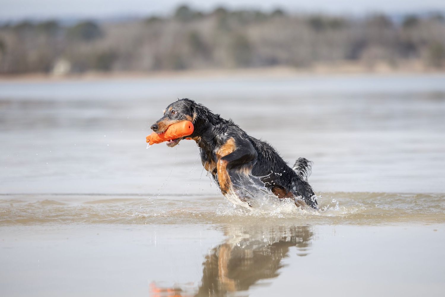 A black dachshund dog leaps through shallow water while playing with an orange ball toy at the beach.