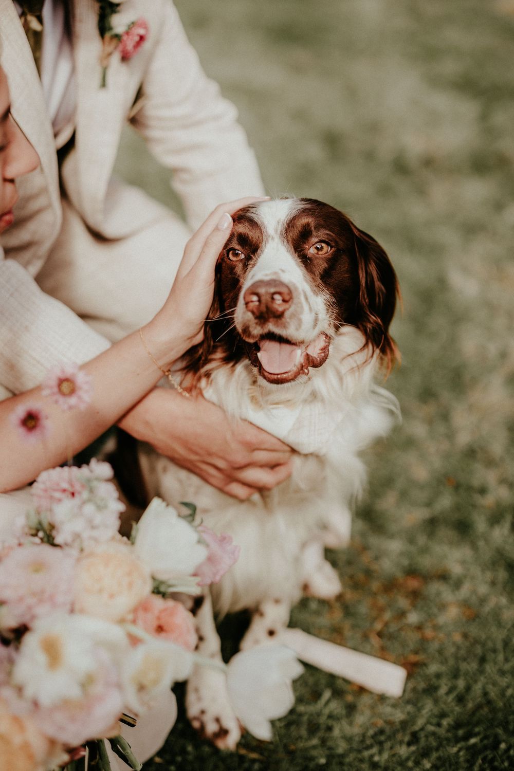 A brown and white dog being petted while sitting next to pink and white floral arrangements outdoors.