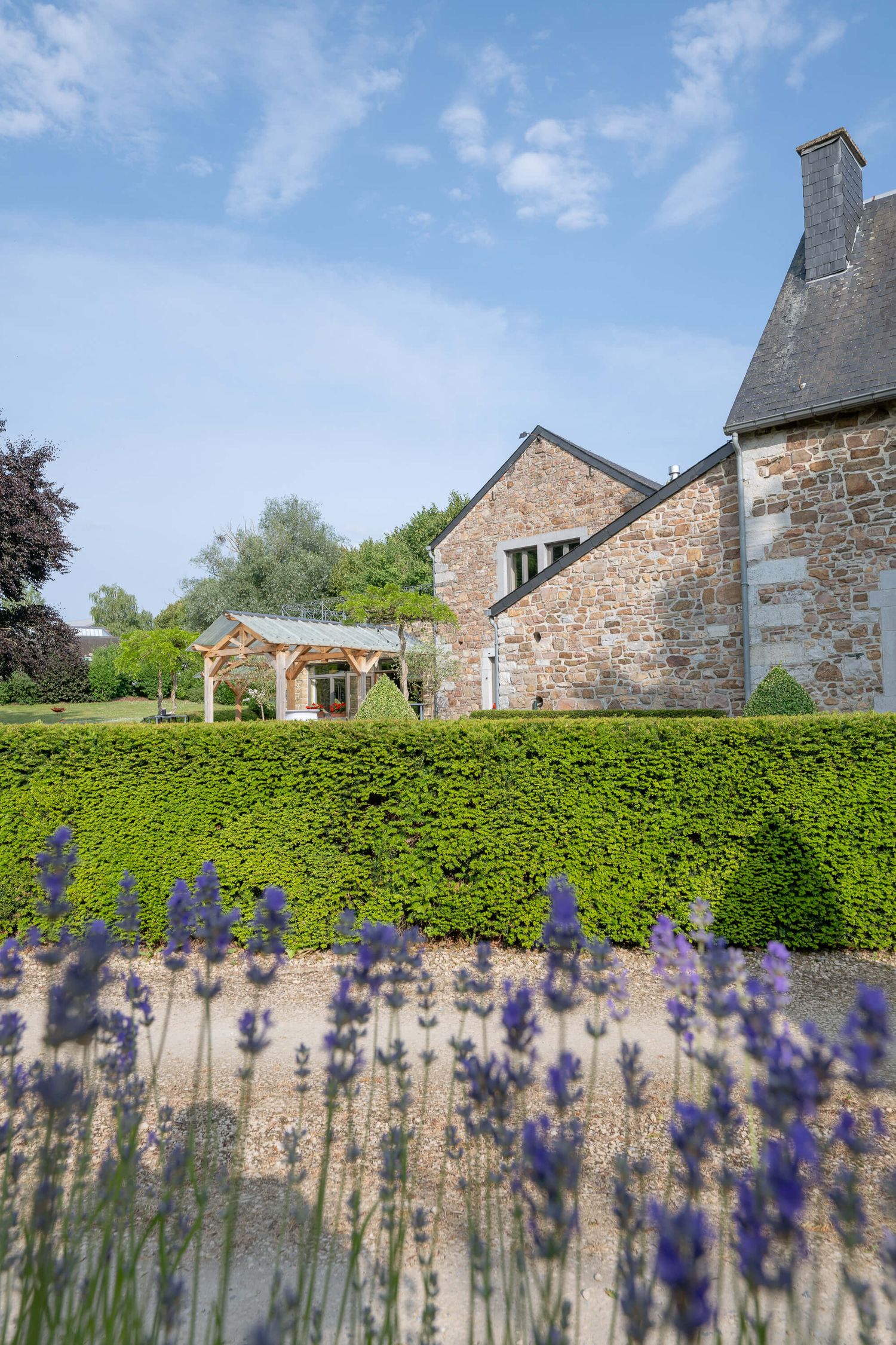Stone houses peek above a neatly trimmed hedge with purple lavender flowers blooming in the foreground on a sunny day.