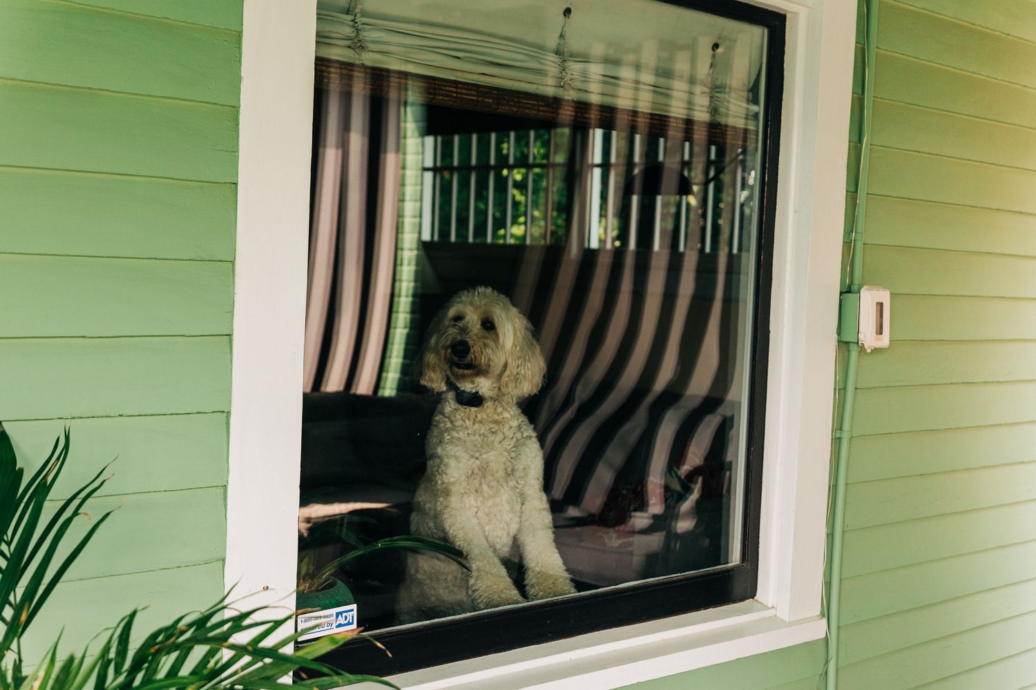 A fluffy gray dog sits alertly in a window with striped curtains, looking out from a mint green house.