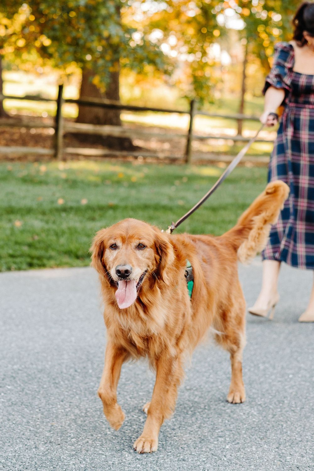 Golden retriever dog walking on a path during autumn with warm sunlit trees in the background.