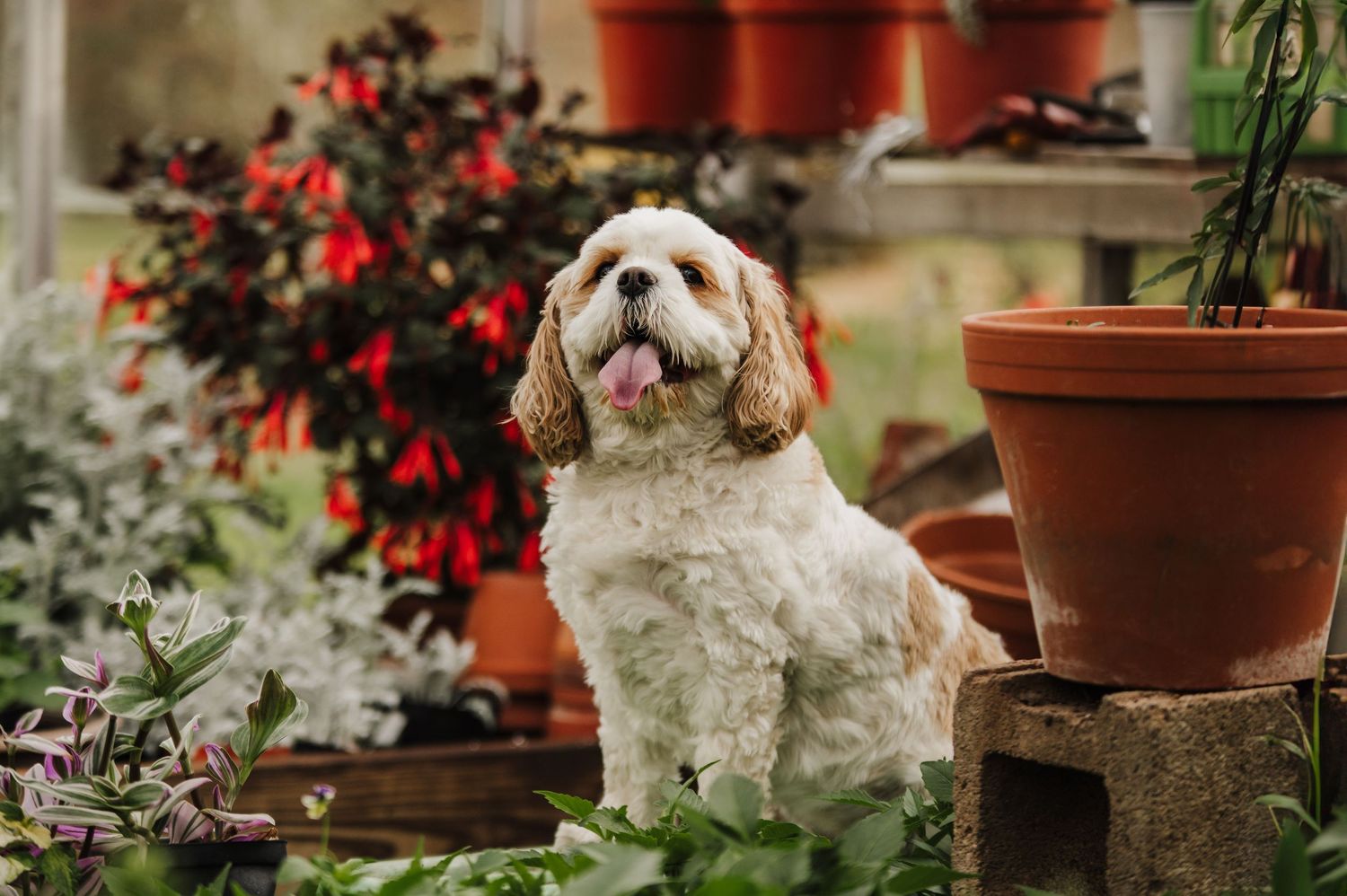 A small white and brown Shih Tzu dog sits in a garden surrounded by red flowers and terracotta pots.
