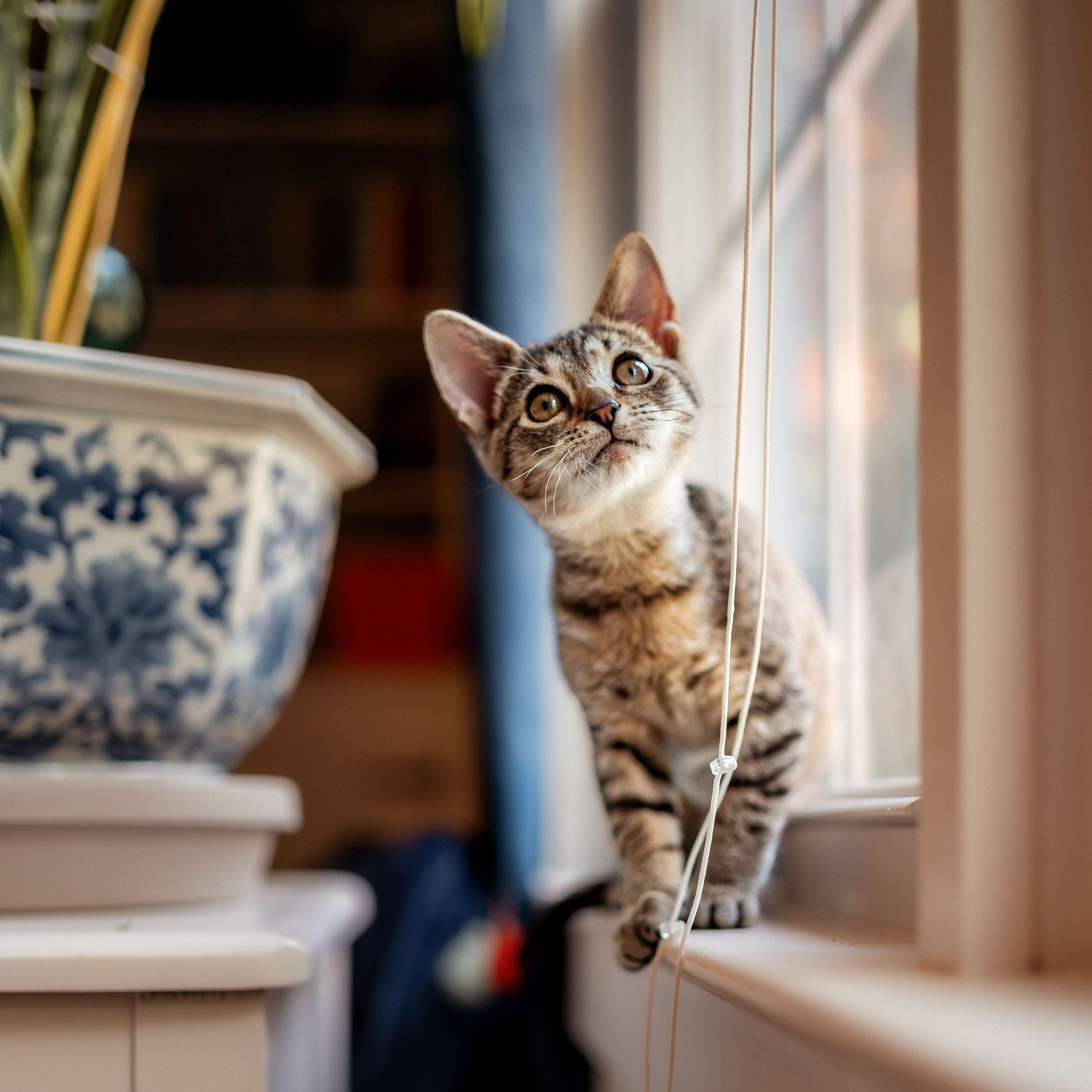 Curious tabby cat with wide eyes looks up while perched on a windowsill next to blue and white decorative pottery.