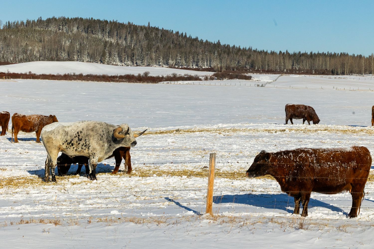 Cattle feeding on hay bales in a snow-covered field with forested hills in the background.