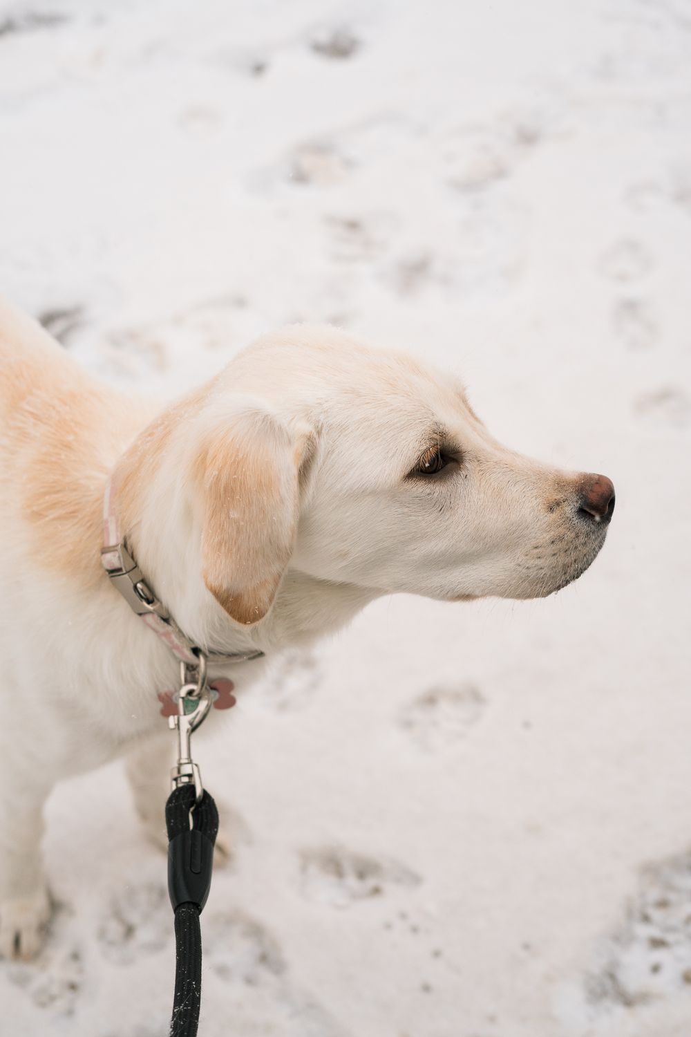 Young white Labrador Retriever puppy on leash standing in snow, looking alert in profile view.