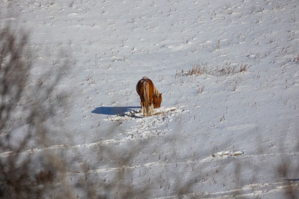 A lone brown horse standing on a snow-covered hillside in winter landscape.