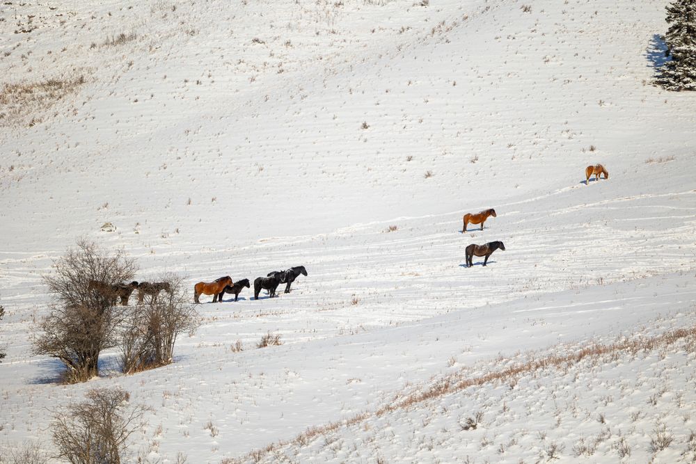 Herd of horses walking across a snow-covered hillside in a winter landscape.