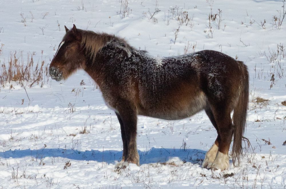 A frost-covered dark brown horse standing in a snowy winter field.