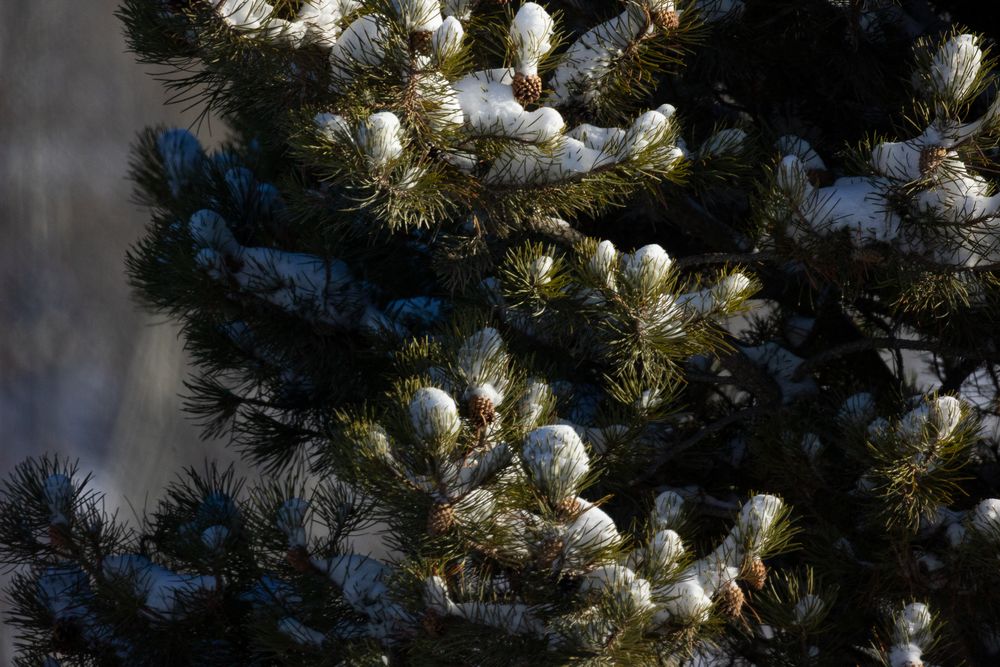 Snow-dusted pine tree branches with pine cones in soft winter sunlight.