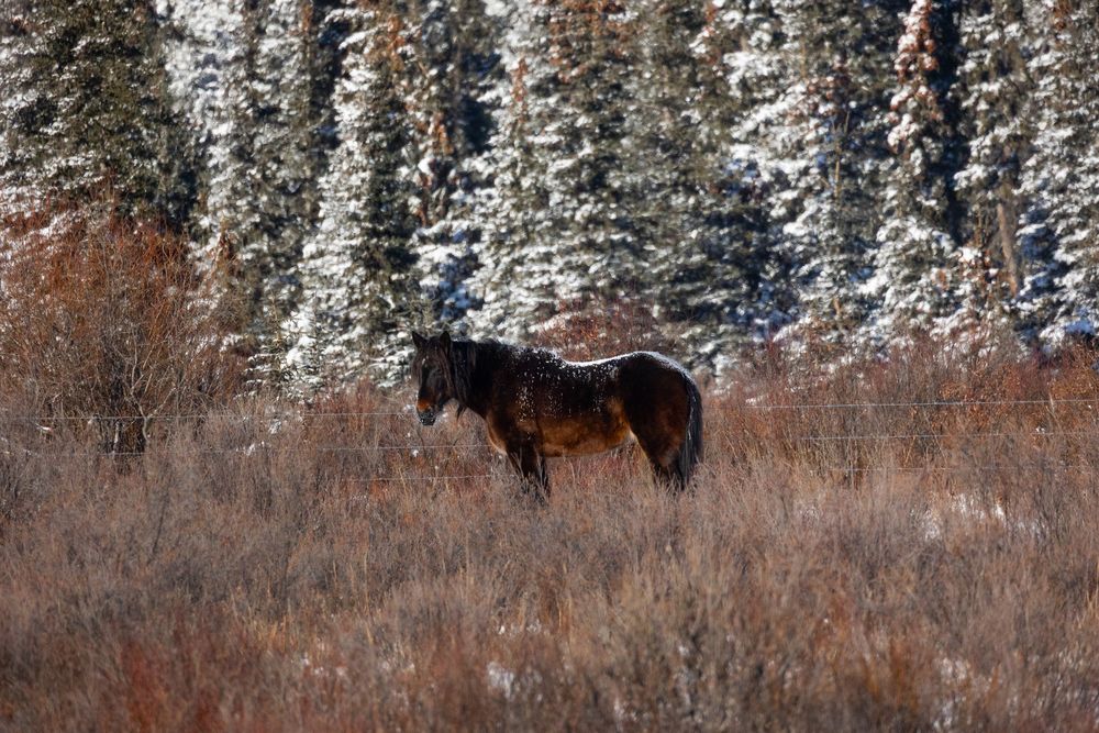 A dark bay horse standing among tall brown grass with snow-covered evergreen trees behind.