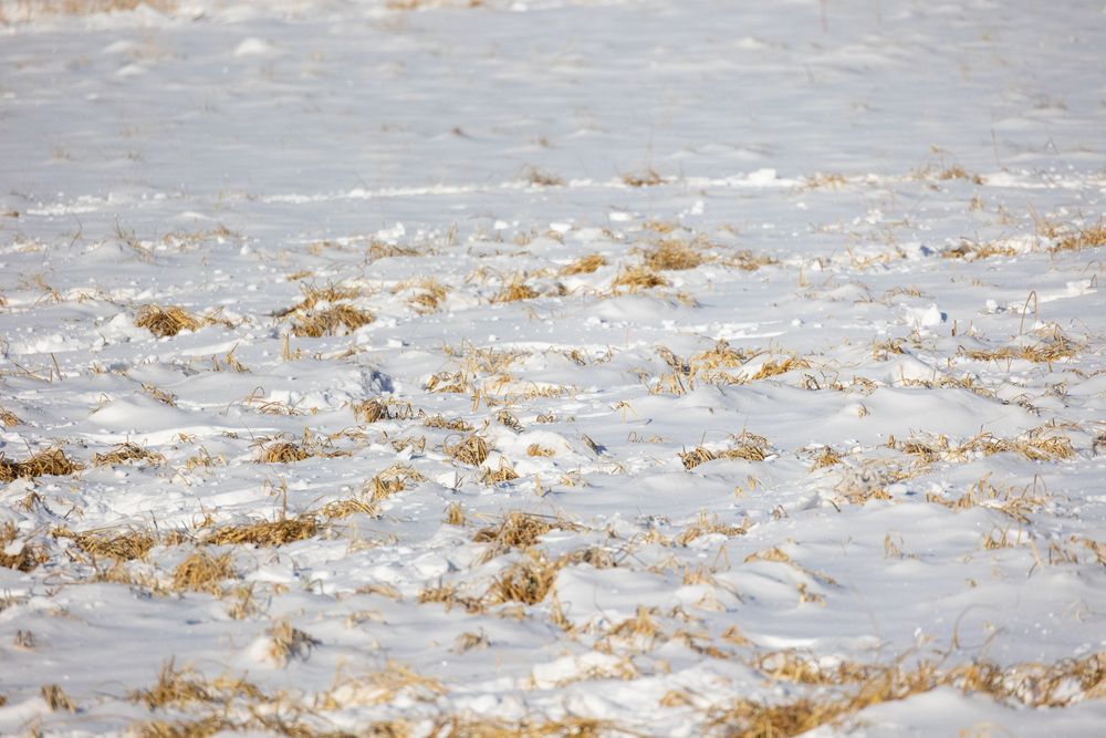 Snow-covered field with dry golden grass patches visible through the white winter snow.