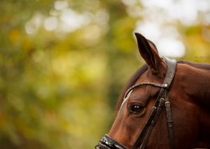Liefdevolle paardenfotografie - LivHoomansPhotography - DeHippischeBeeldbank