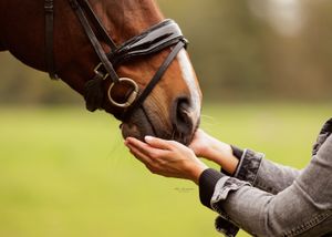 Liefdevolle paardenfotografie - LivHoomansPhotography - DeHippischeBeeldbank