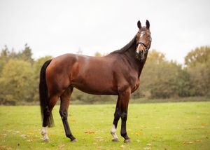 Liefdevolle paardenfotografie - LivHoomansPhotography - DeHippischeBeeldbank