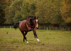 Liefdevolle paardenfotografie - LivHoomansPhotography - DeHippischeBeeldbank