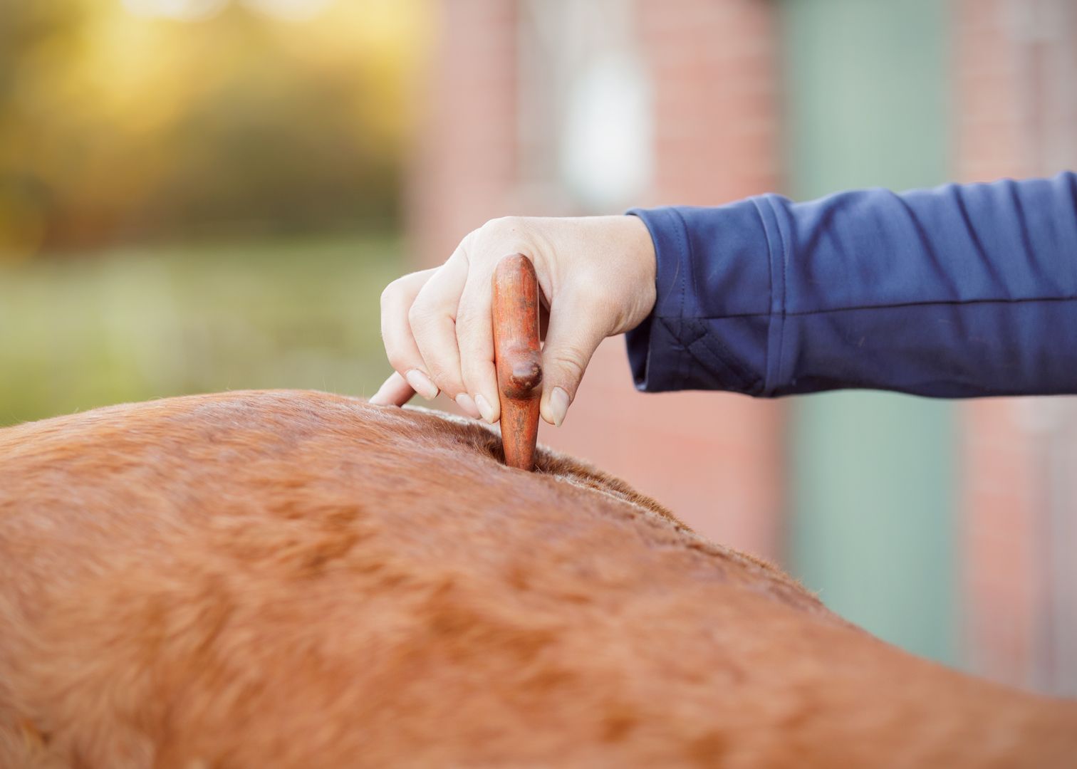 Liefdevolle paardenfotografie - LivHoomansPhotography - DeHippischeBeeldbank