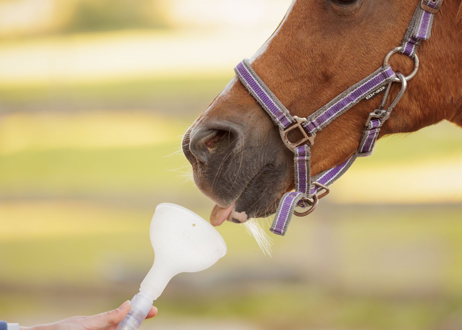 Liefdevolle paardenfotografie - LivHoomansPhotography - DeHippischeBeeldbank