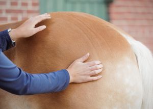Liefdevolle paardenfotografie - LivHoomansPhotography - DeHippischeBeeldbank