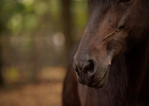 Liefdevolle paardenfotografie - LivHoomansPhotography - DeHippischeBeeldbank
