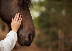 Liefdevolle paardenfotografie - LivHoomansPhotography - DeHippischeBeeldbank