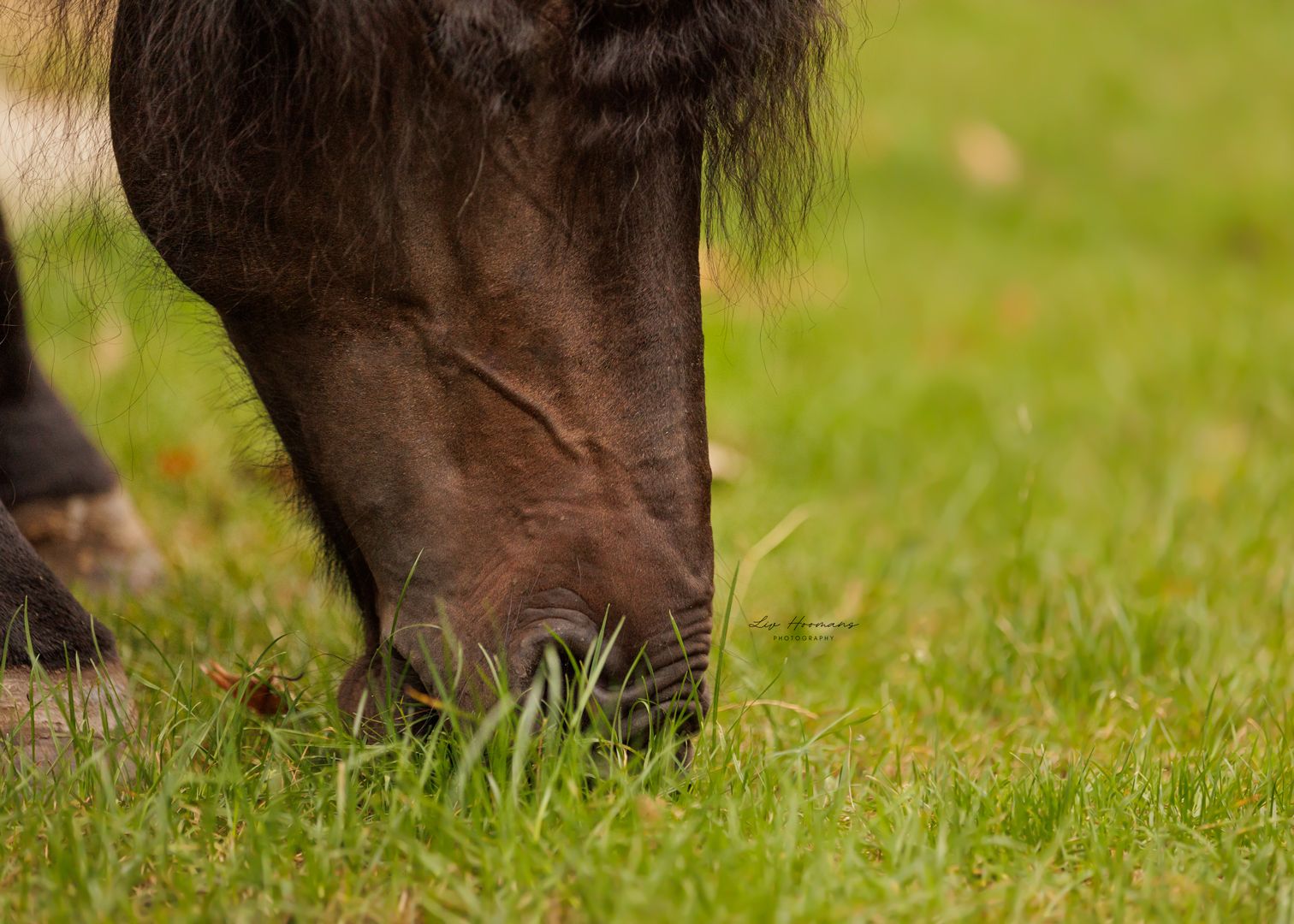 Liefdevolle paardenfotografie - LivHoomansPhotography - DeHippischeBeeldbank