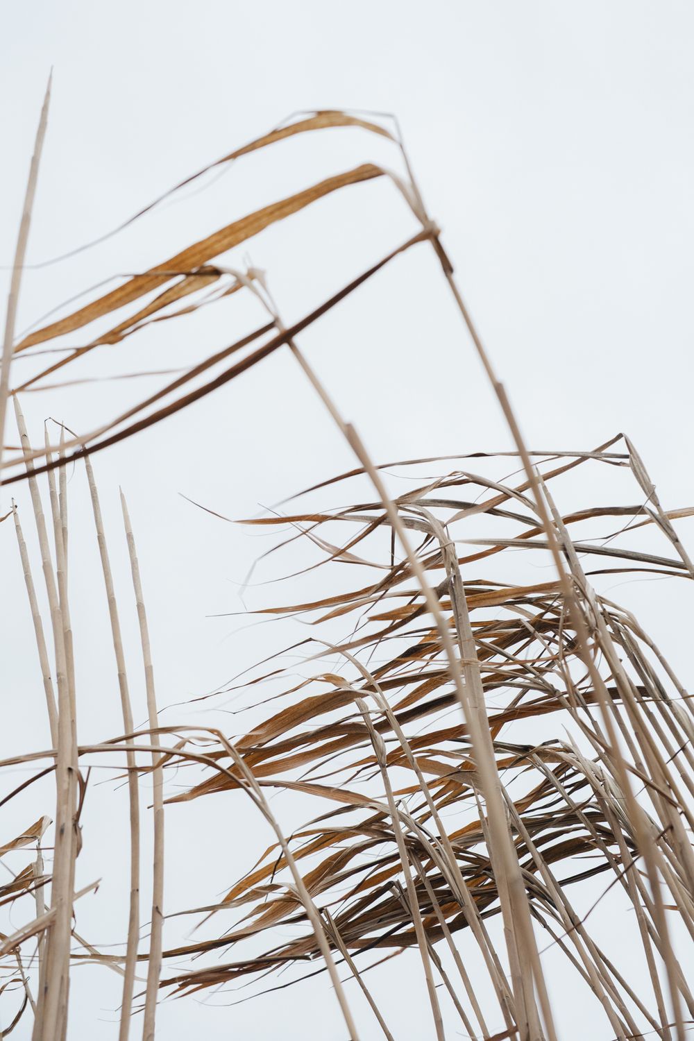 Brown dried reeds and grass stalks sway against a white winter sky creating an abstract natural pattern.