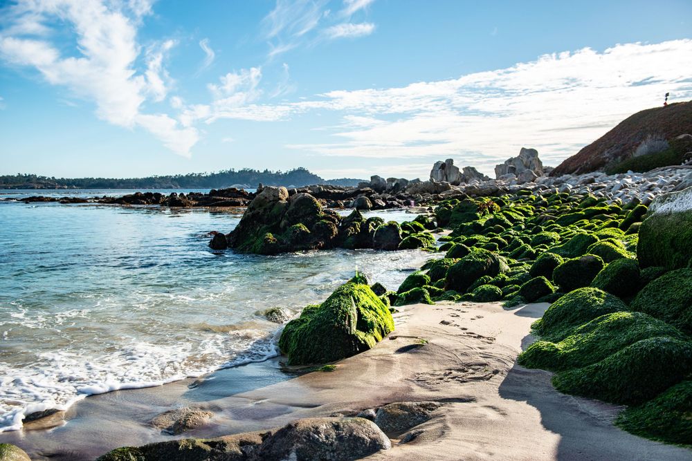 Carmel by the Sea family photographer