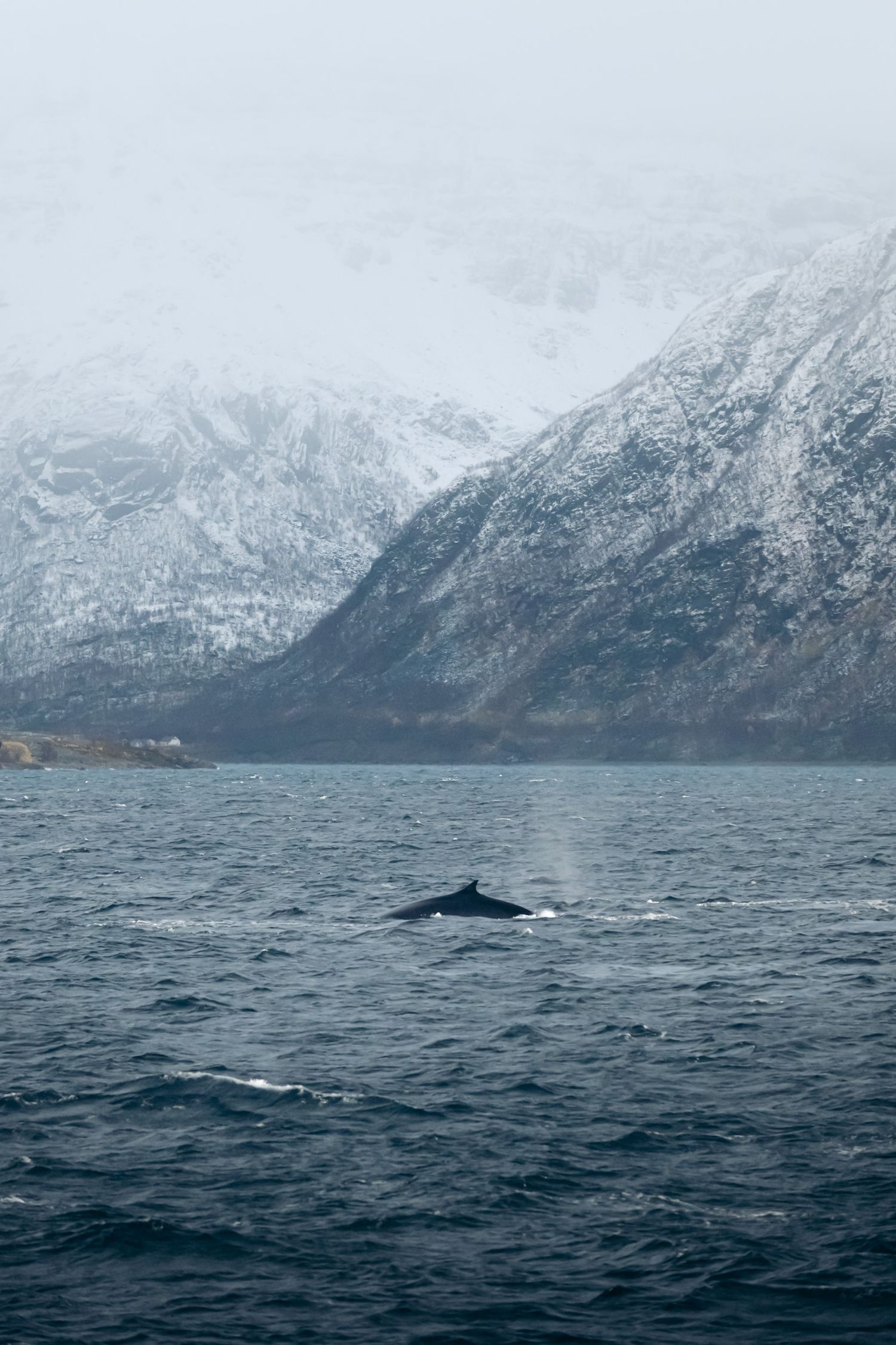 baleine au milieu d'un fjord en norvège avec les montagnes enneigées en arrière plan