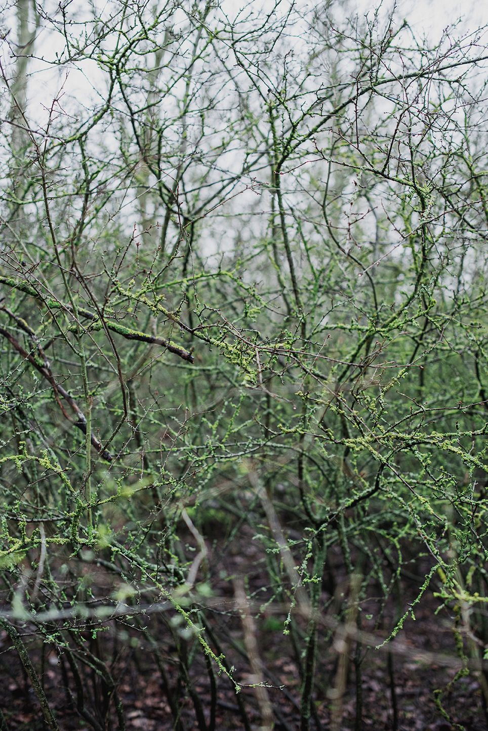 Bare blackthorn tree branches with tiny green buds emerging in early spring against a gray overcast sky.