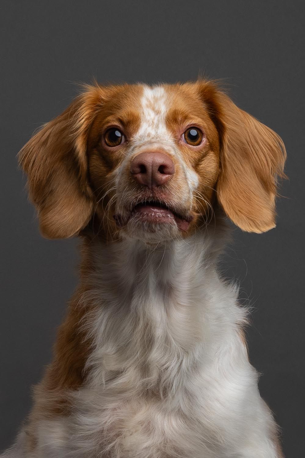 Close-up portrait of an adorable Brittany Spaniel puppy with brown and white fur against a gray background.