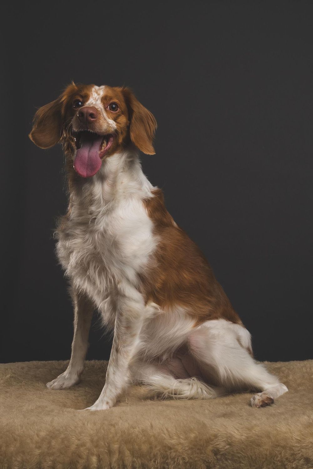 Brown and white Brittany Spaniel dog sitting with tongue out on fur surface against dark background.