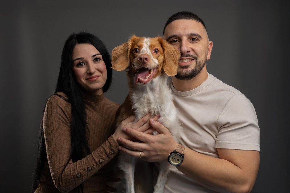 A smiling couple holds an adorable brown and white Brittany Spaniel dog against a gray studio background.