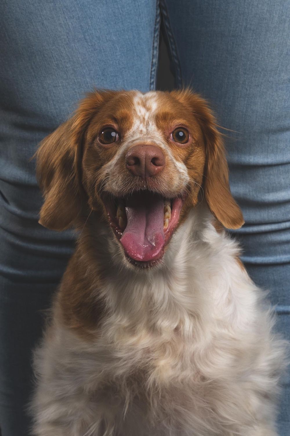 Happy brown and white Brittany Spaniel dog sitting between owner's legs, mouth open and tongue out.