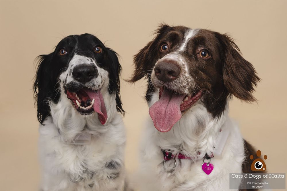 Two happy Border Collies with black and white fur sitting together and smiling with tongues out against beige background.