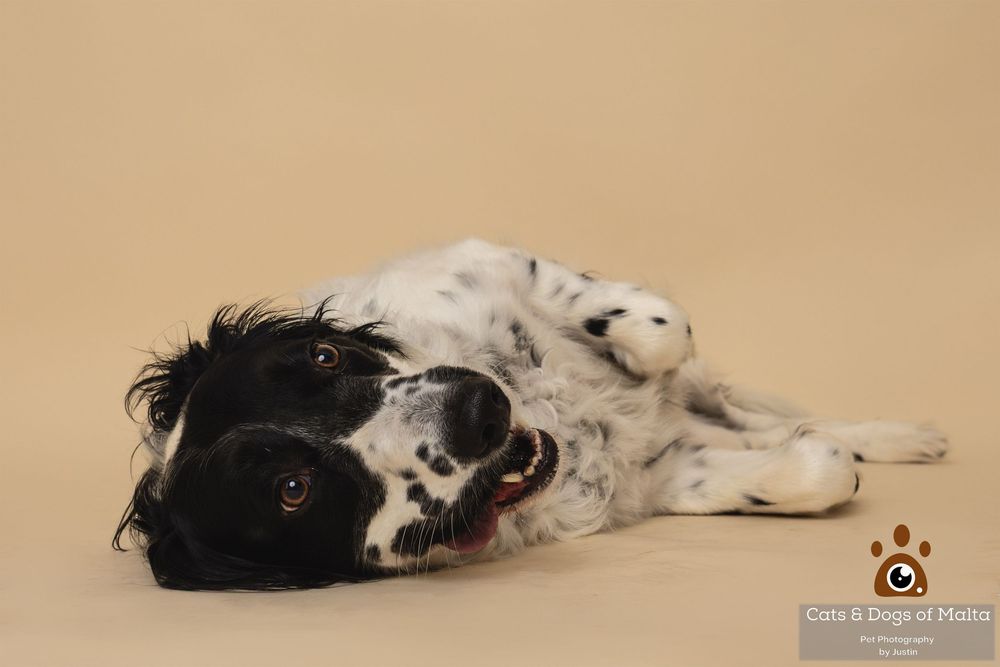 A black and white dog lying down and rolling over in a continuous sequence of six connected photos.