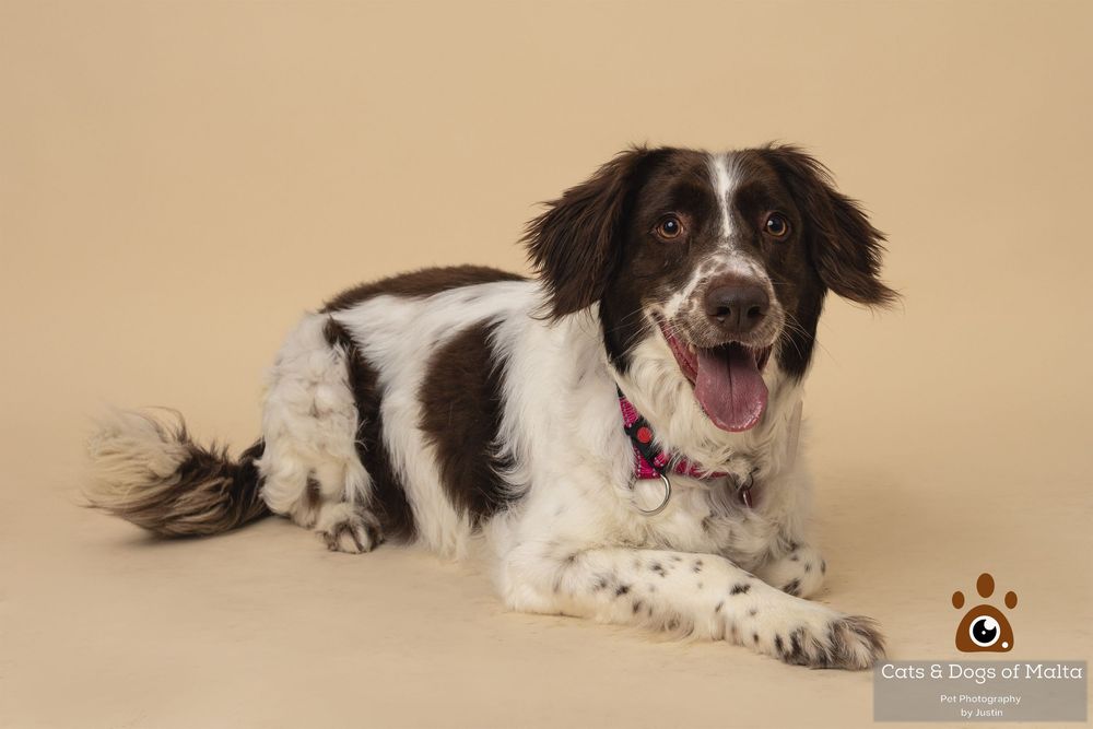 A black and white Border Collie dog lies on a beige background in a sequence of six connected photos.
