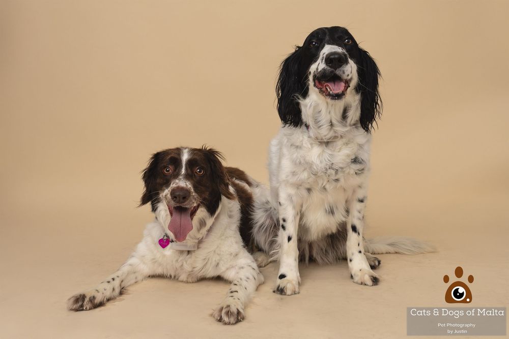 A black and white English Springer Spaniel dog yawning while lying on a beige background in a photo sequence.