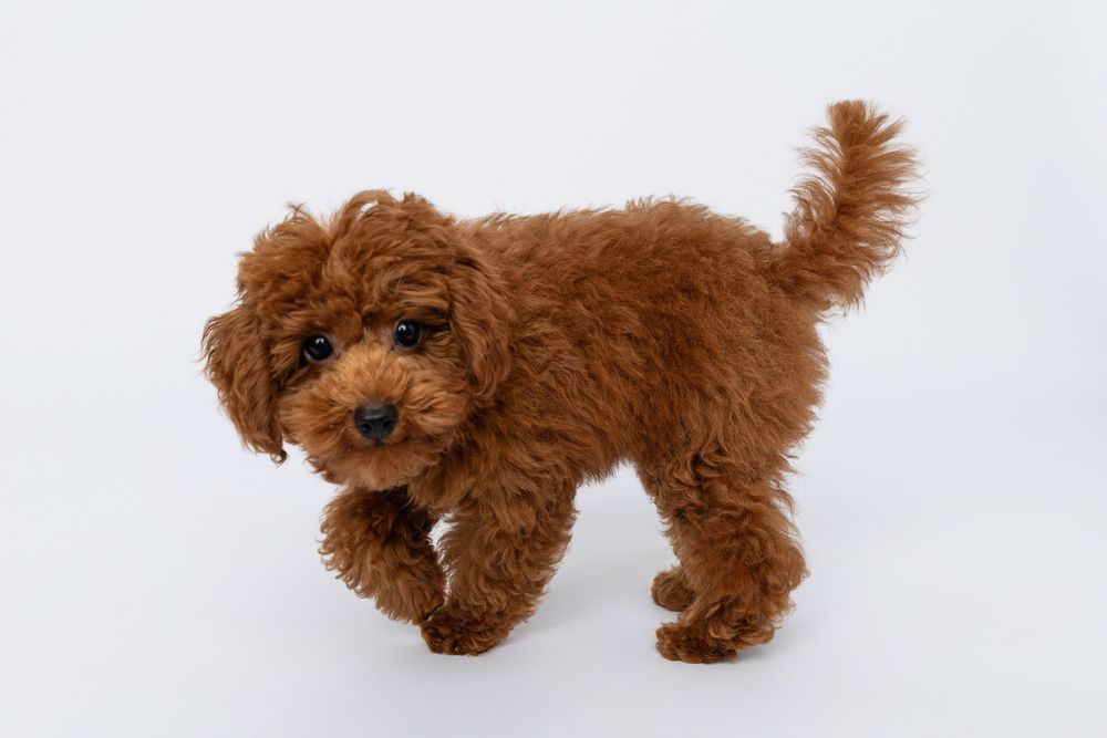 Adorable brown toy poodle puppy playing and running in different poses on white background.