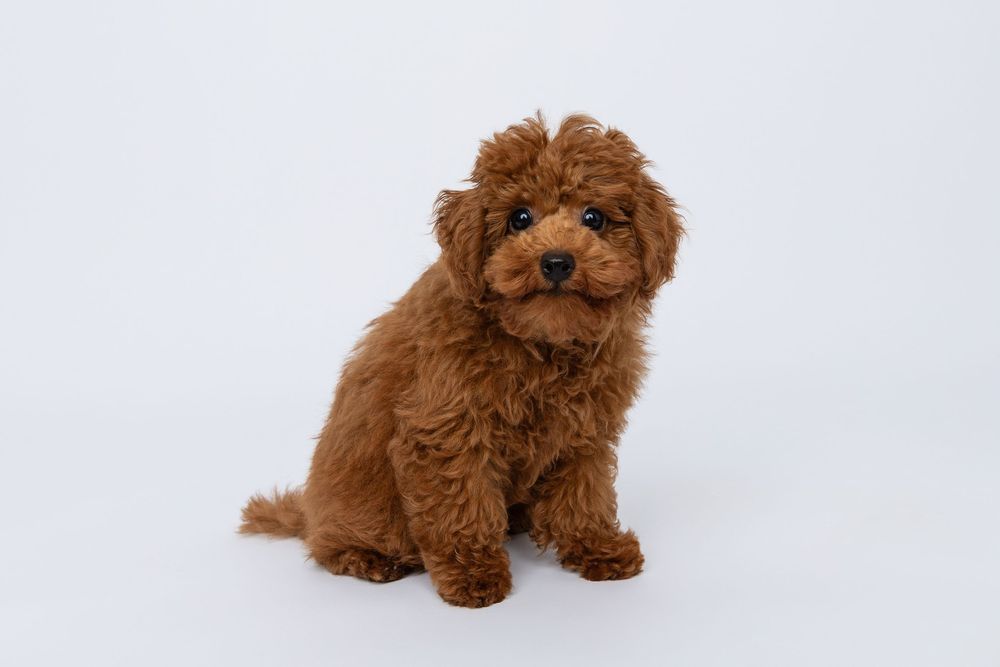 Fluffy brown toy poodle puppy shown in multiple playful positions against white backdrop.