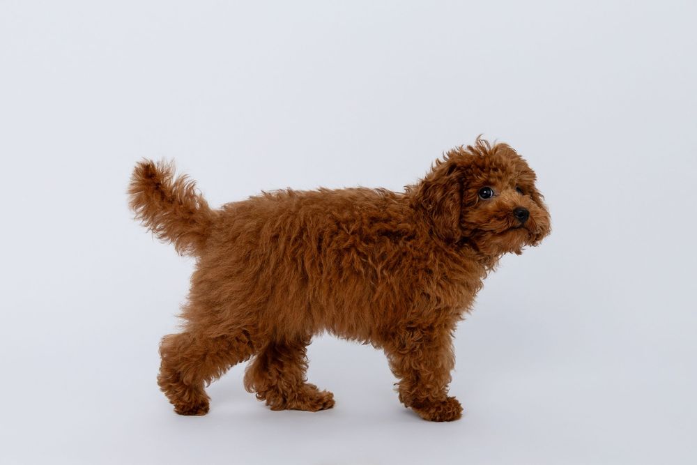 A small brown dog walking and sniffing along a light colored floor surface.