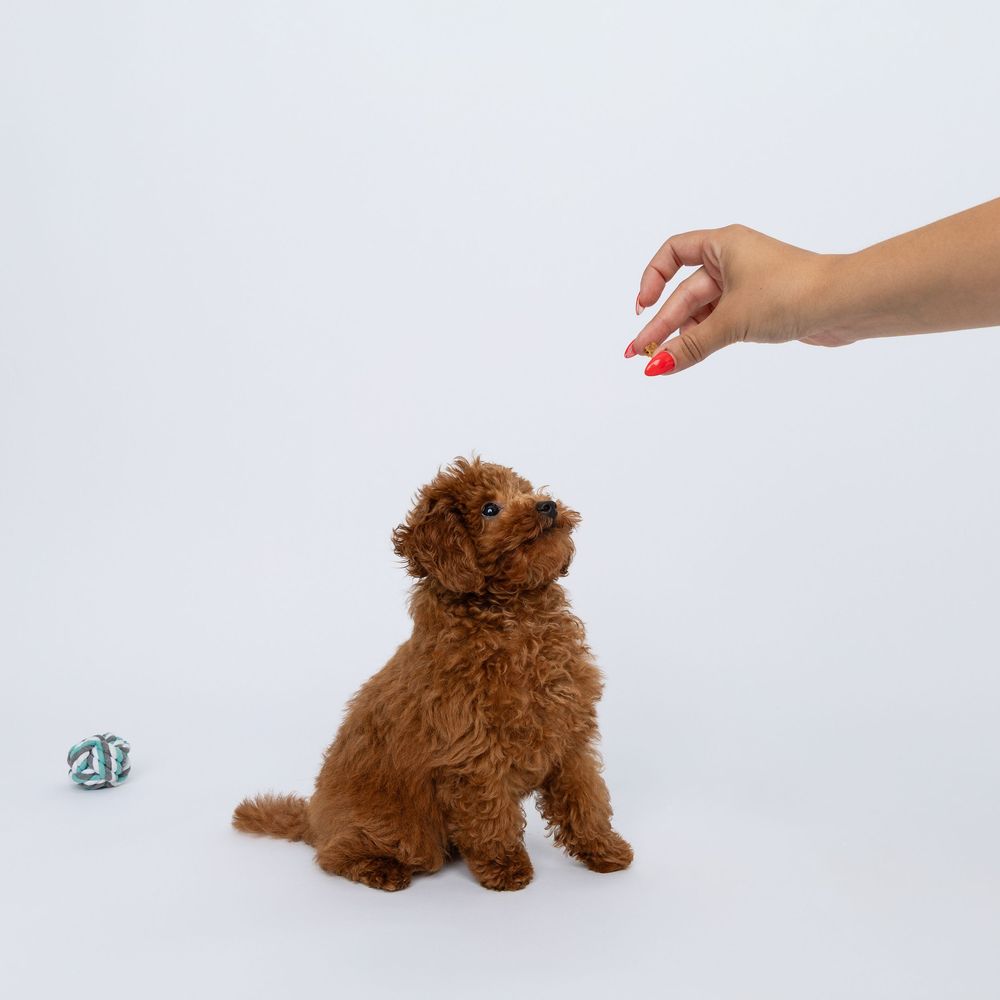 Hand reaches toward attentive brown goldendoodle puppy during training session on white background.