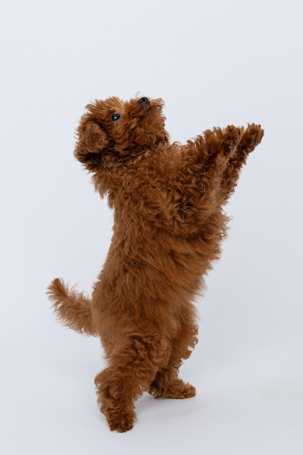 Small brown poodle puppy performs playful dance moves in sequence against white background.