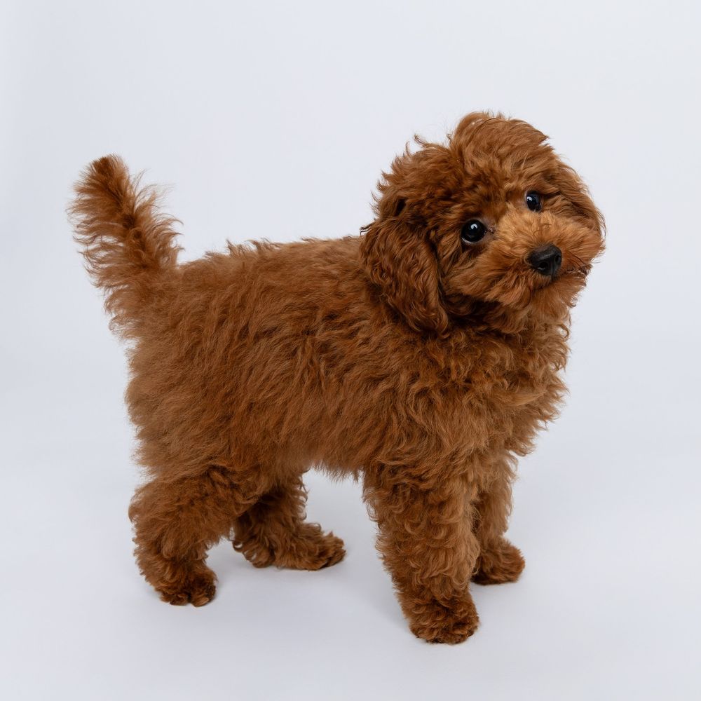 A brown plush toy dog shown from different angles on a white background, displaying its fluffy fur and standing pose.