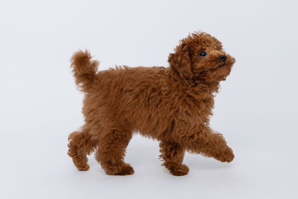 Small brown teddy bear dog plush toy walking in different poses against white background.