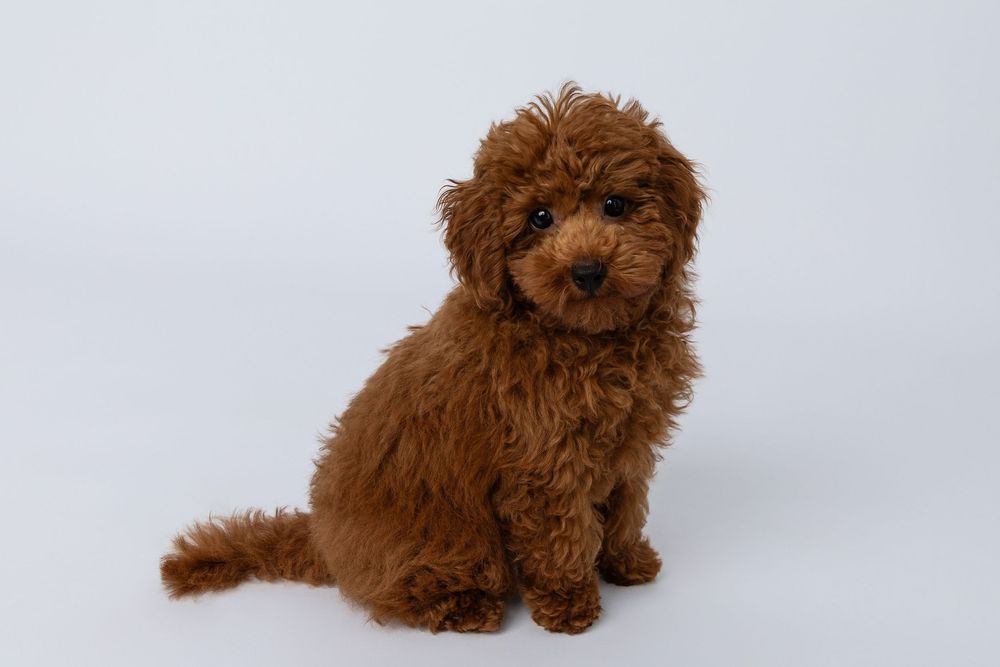 Adorable brown goldendoodle puppy with curly fur sits against white background.